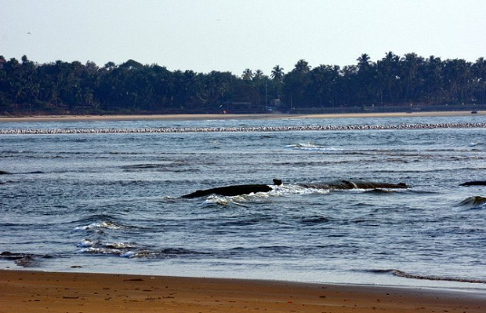 Devbag Beach, Sindhudurg, Maharashtra - Vushii.com Devbag Beach, Sindhudurg, Maharashtra - Vushii.com